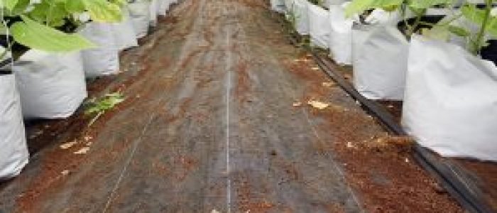 50 Mesh Anti-Insect Netting